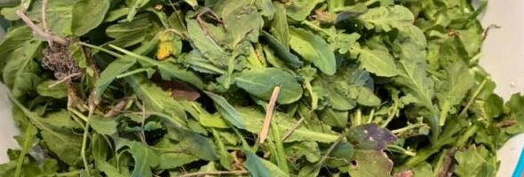 New Photos from the Farm