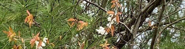 Reflecting with Mother Earth