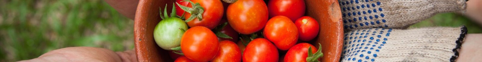 Tomato Seedlings Available for Community Good – 2021