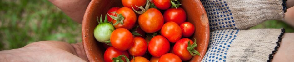 Tomato Seedlings Available for Community Good – 2021